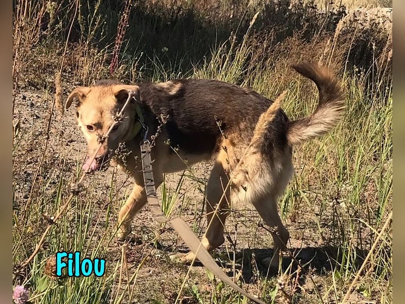 Filou 04/2022 - lebensfroher, unglaublich netter Hund sucht Menschen mit Herz!