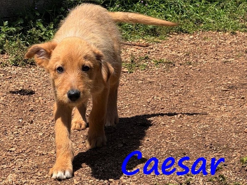 Caesar 12/2024 (GRC) - neugieriger und freundlicher, goldiger Welpe!