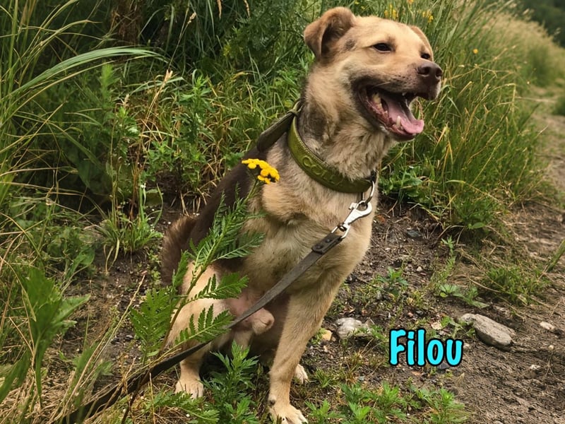 Filou 04/2022 - lebensfroher, unglaublich netter Hund sucht Menschen mit Herz!