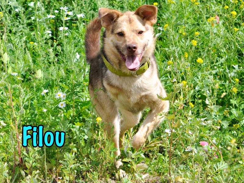 Filou 04/2022 - lebensfroher, unglaublich netter Hund sucht Menschen mit Herz!