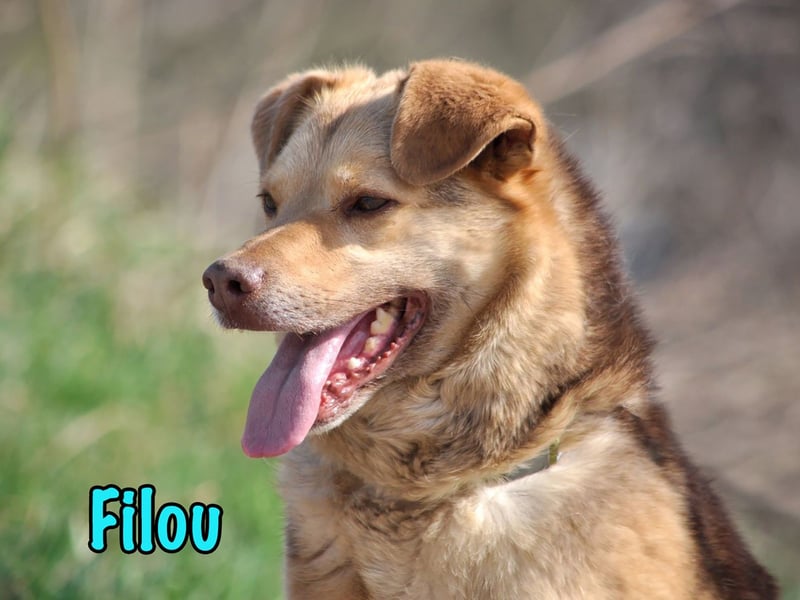 Filou 04/2022 - lebensfroher, unglaublich netter Hund sucht Menschen mit Herz!