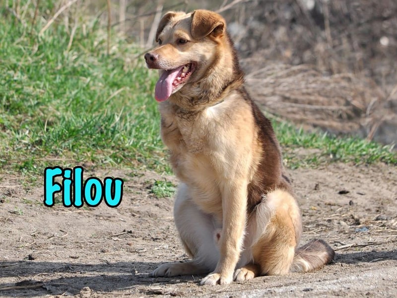 Filou 04/2022 - lebensfroher, unglaublich netter Hund sucht Menschen mit Herz!