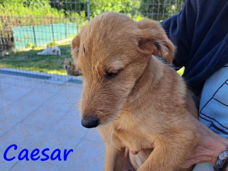 Caesar 12/2024 (GRC) - neugieriger und freundlicher, goldiger Welpe!