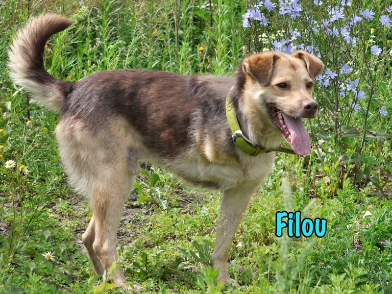 Filou 04/2022 - lebensfroher, unglaublich netter Hund sucht Menschen mit Herz!