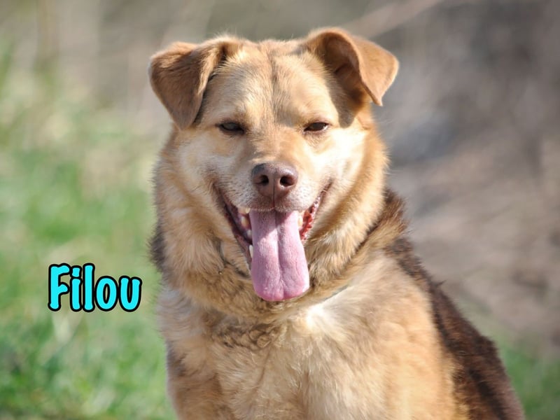 Filou 04/2022 - lebensfroher, unglaublich netter Hund sucht Menschen mit Herz!