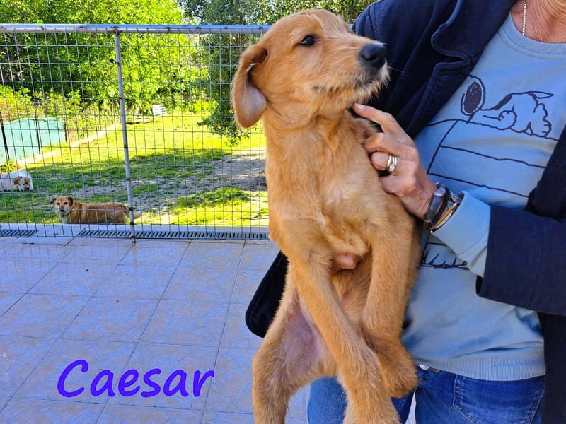 Caesar 12/2024 (GRC) - neugieriger und freundlicher, goldiger Welpe!