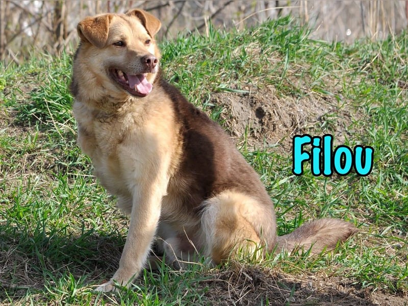 Filou 04/2022 - lebensfroher, unglaublich netter Hund sucht Menschen mit Herz!