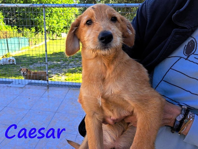 Caesar 12/2024 (GRC) - neugieriger und freundlicher, goldiger Welpe!