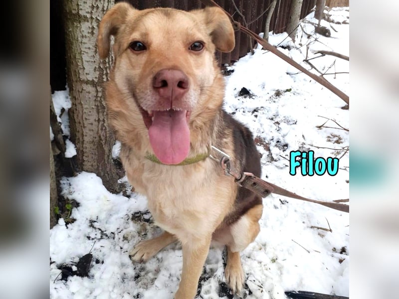 Filou 04/2022 - lebensfroher, unglaublich netter Hund sucht Menschen mit Herz!