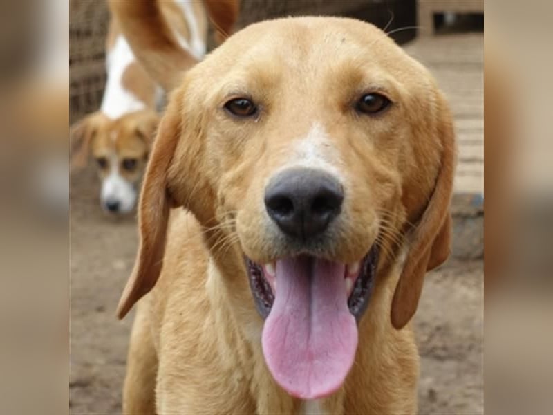 Herzensbrecher Loki sucht Familienanschluss