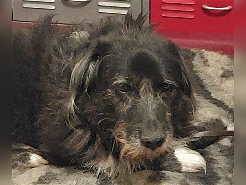 Napoleon - PLZ 68642
