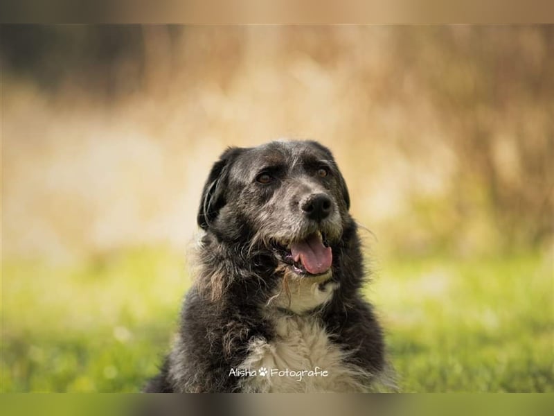 Napoleon - PLZ 68642