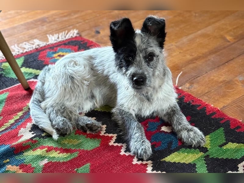 Tobi - aufgeweckter und verspielter junger Terrier-Mix