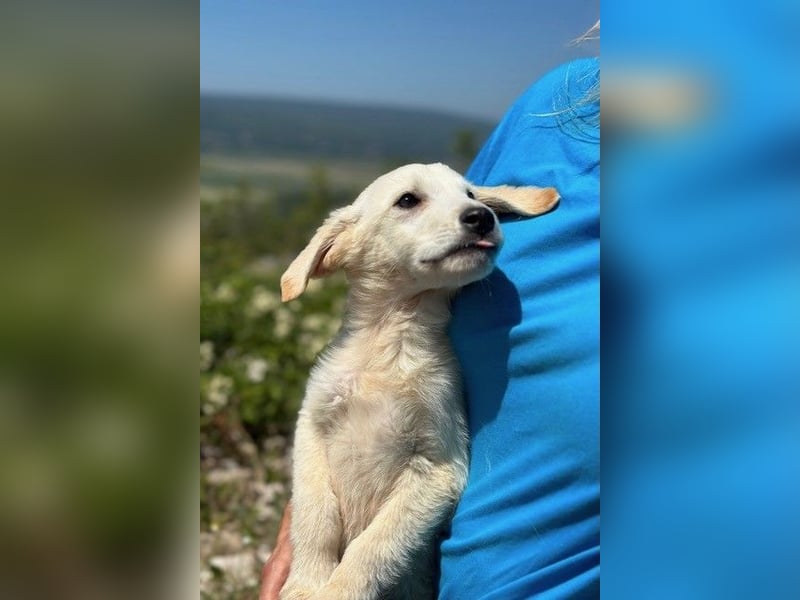 Tucker - Welpengewusel vom Feinsten