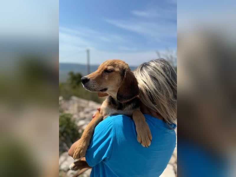 Arlo möchte euer Familienhund werden
