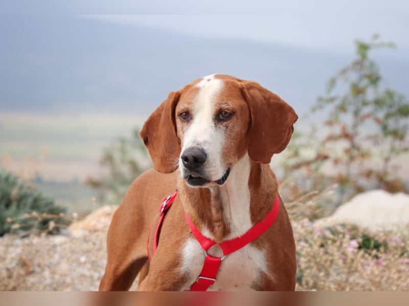 Watson – ein Senior auf der Suche nach Ruhe und Liebe