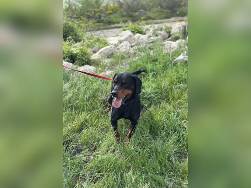 Beaufort - Lieblingsmensch gesucht