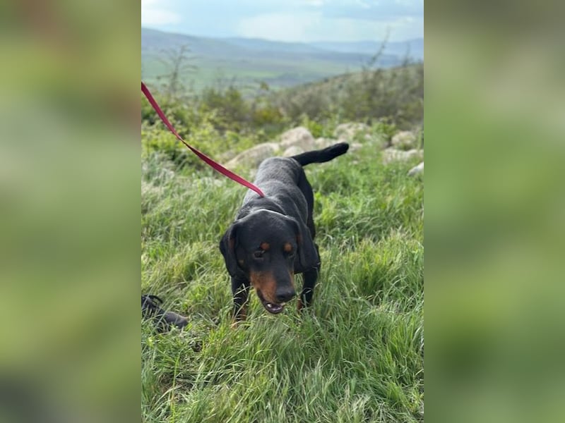 Beaufort - Lieblingsmensch gesucht