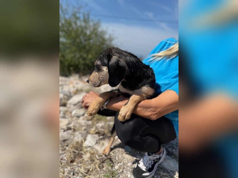 Franzl möchte euer Familienhund werden