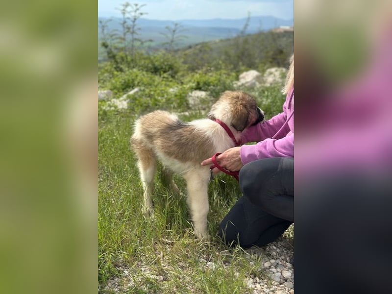 Bandon sucht sein großes Glück