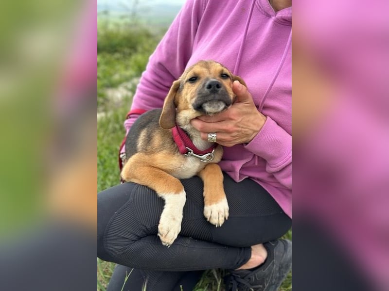 Smitty sucht sein Körbchen