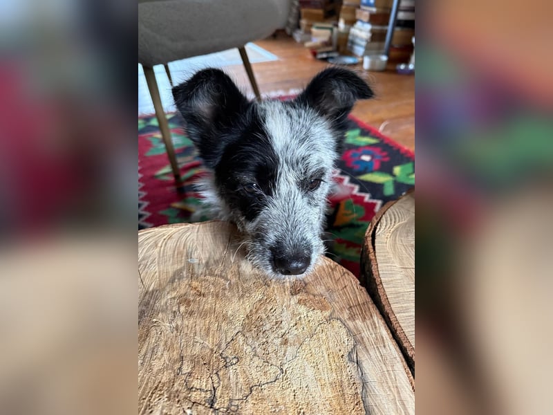 Tobi - aufgeweckter und verspielter junger Terrier-Mix