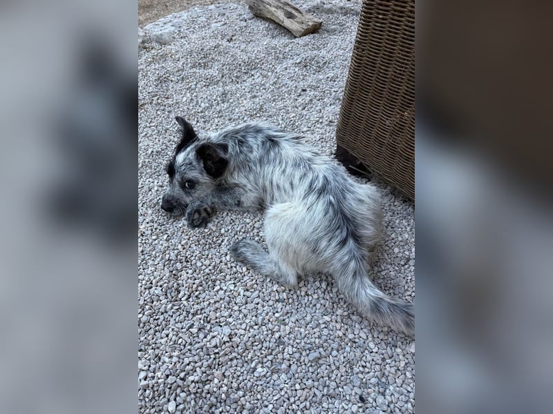 Tobi möchte dich kennenzulernen!
