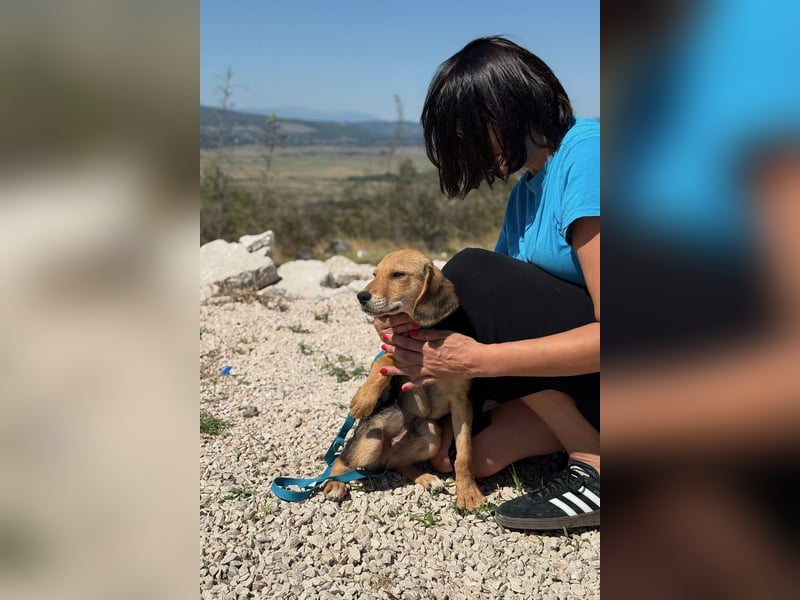 Arlo möchte euer Familienhund werden
