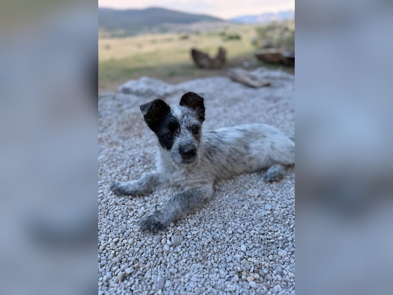 Tobi - aufgeweckter und verspielter junger Terrier-Mix