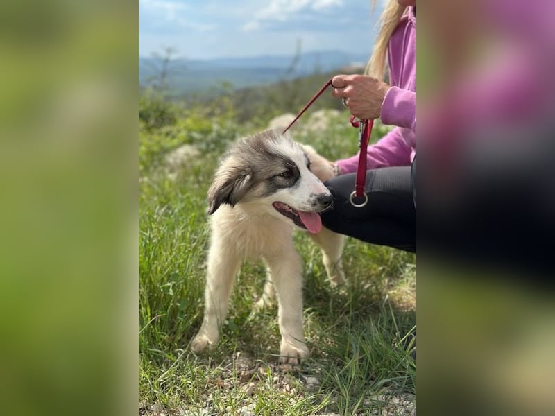 Campino sucht sein großes Glück
