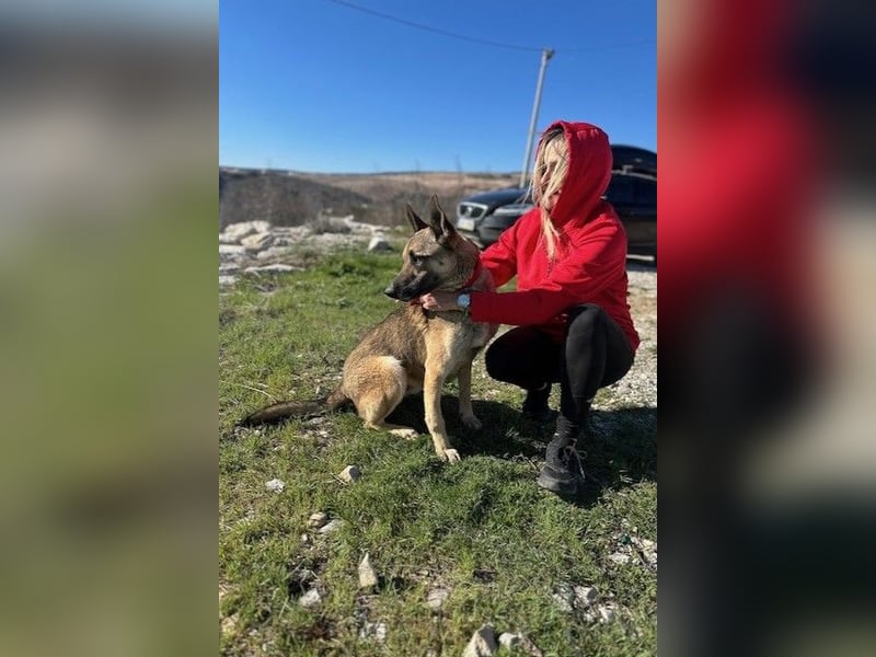 Nuvo – ein Kämpfer mit besonderem Charme sucht ein Zuhause