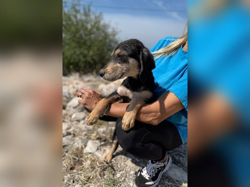 Franzl möchte euer Familienhund werden