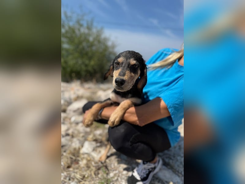 Franzl möchte euer Familienhund werden