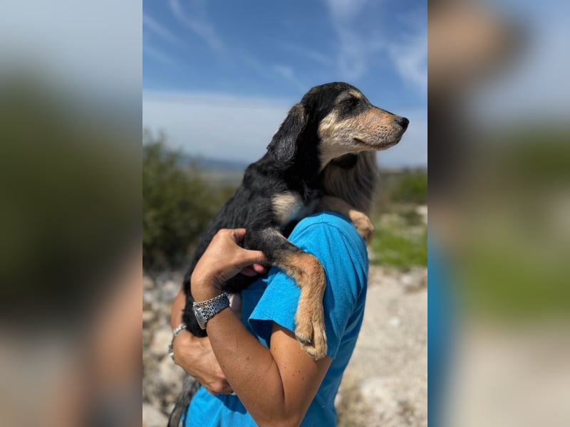 Franzl möchte euer Familienhund werden