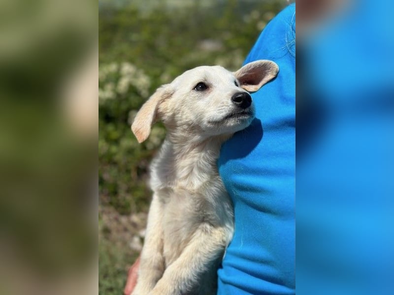 Tucker - Welpengewusel vom Feinsten
