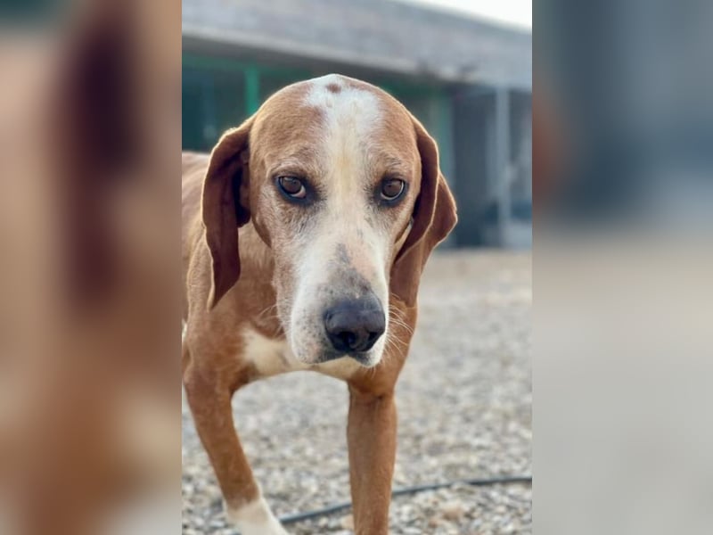 Watson – ein Senior auf der Suche nach Ruhe und Liebe