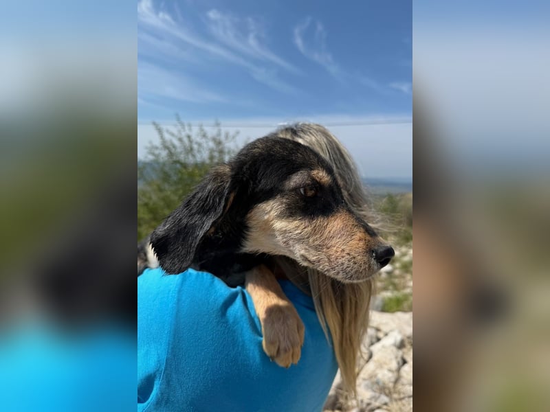 Franzl möchte euer Familienhund werden