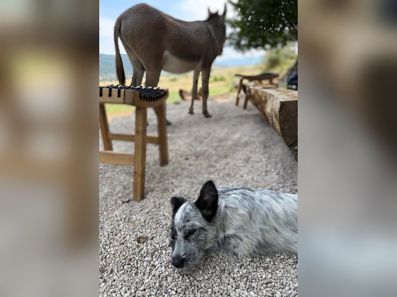 Tobi möchte dich kennenzulernen!