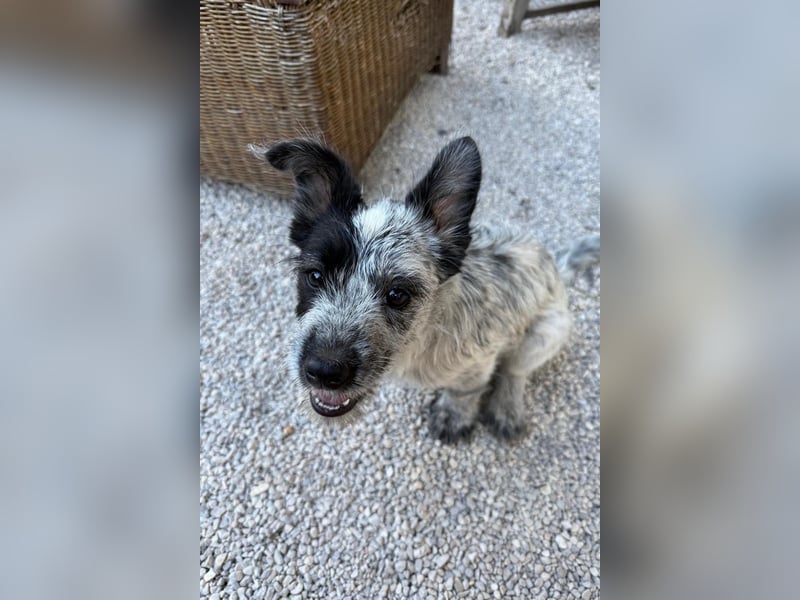 Tobi möchte dich kennenzulernen!
