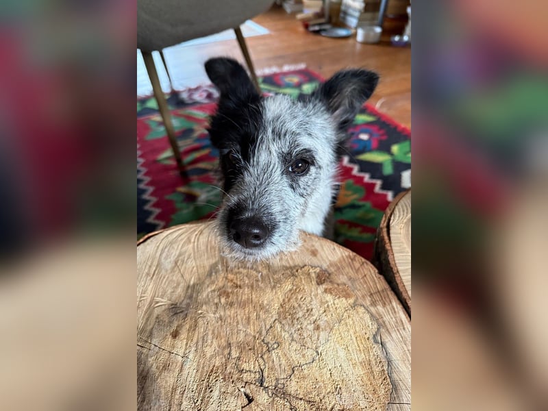 Tobi - aufgeweckter und verspielter junger Terrier-Mix