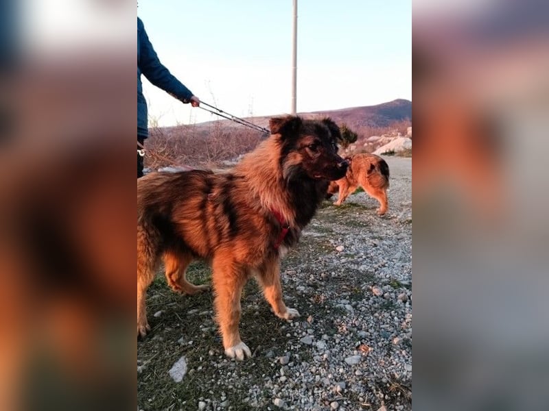 Everest sucht Dich