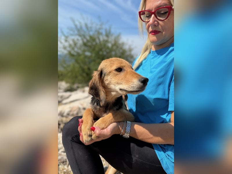 Arlo möchte euer Familienhund werden