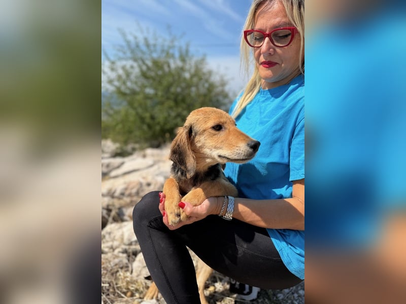 Arlo möchte euer Familienhund werden
