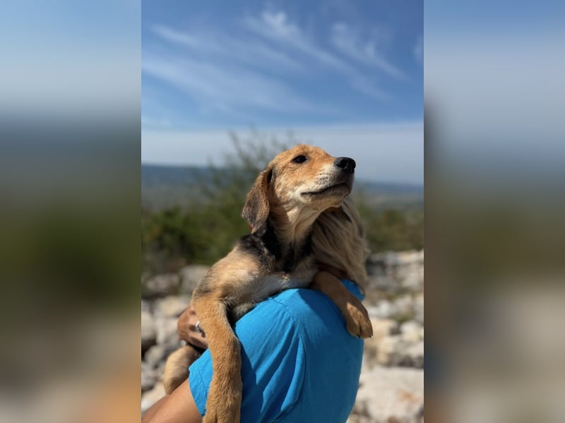 Arlo möchte euer Familienhund werden
