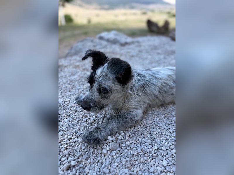 Tobi möchte dich kennenzulernen!