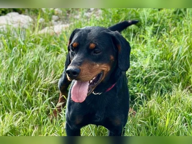 Beaufort - Lieblingsmensch gesucht