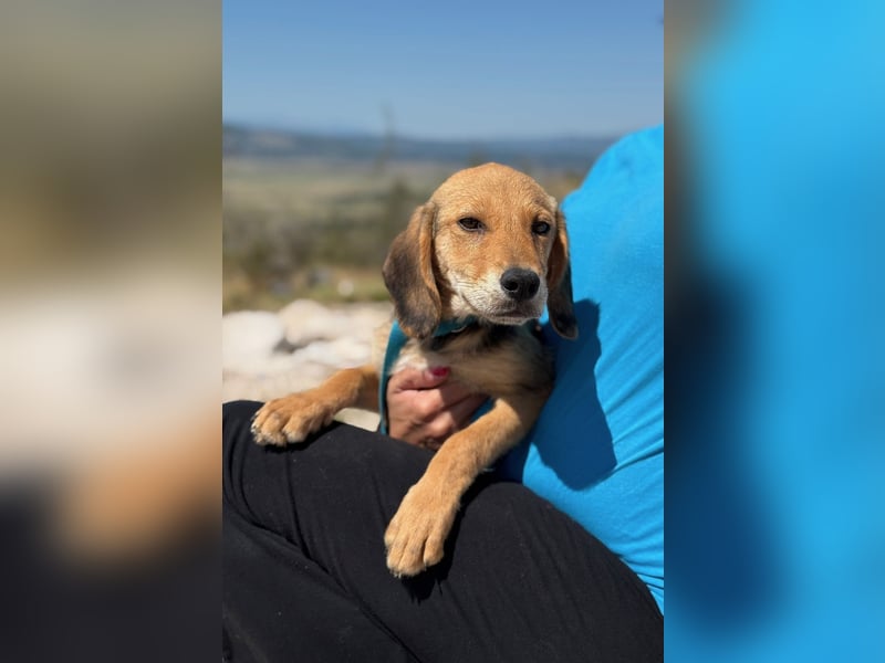 Arlo möchte euer Familienhund werden