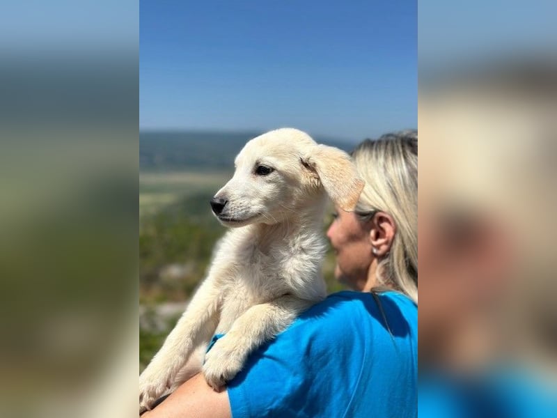 Tucker - Welpengewusel vom Feinsten