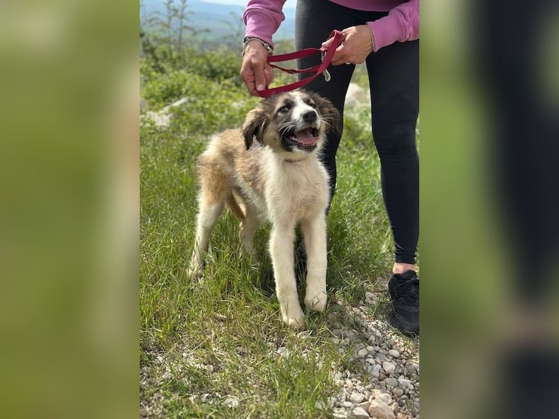 Bandon sucht sein großes Glück