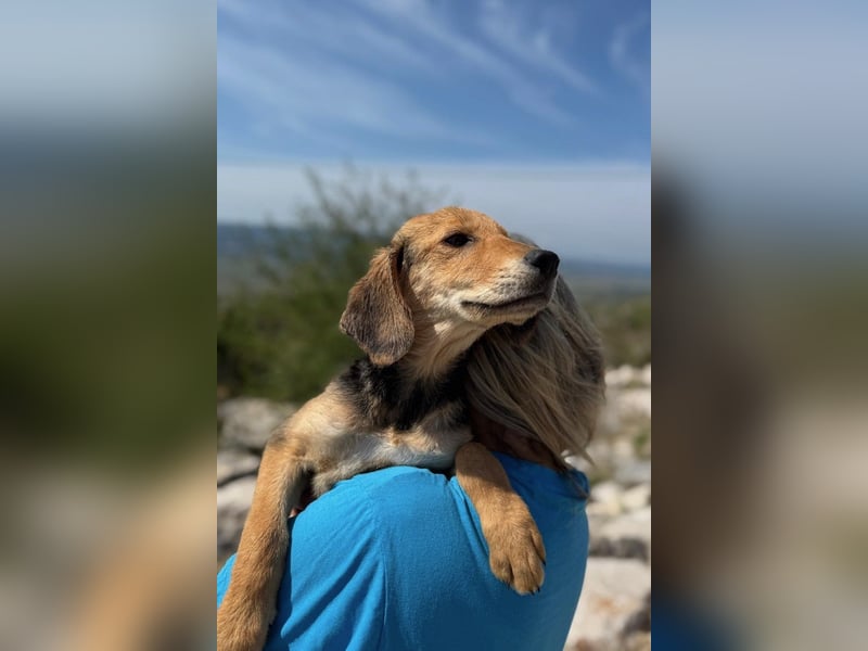 Arlo möchte euer Familienhund werden
